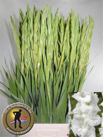 Gladiolus Grand Prix 100cm 140gram