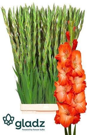 Glad Gr Stormy 120cm 170gram