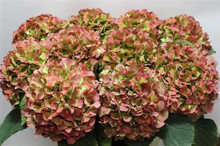 Hydrangea Verena Classic Pink 80cm 22Ø