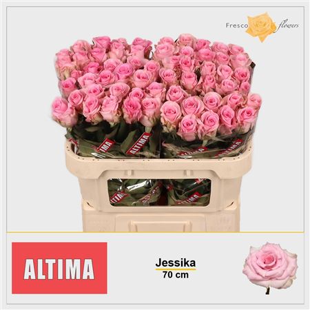 R Gr Jessika 70cm