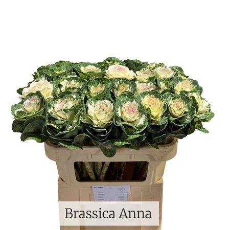 Brassica Empire Arina 70cm