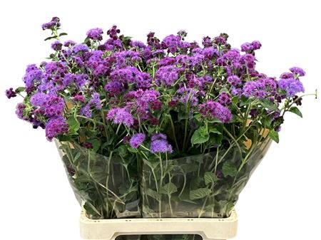 Ageratum Red Sea 70cm