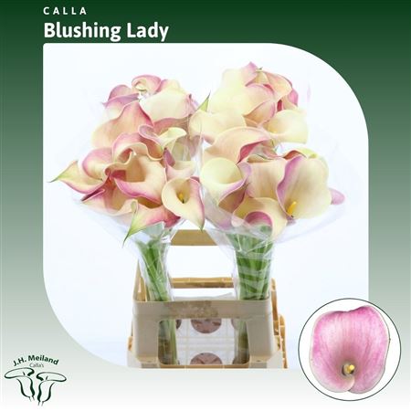Calla Blushing Lady 70cm