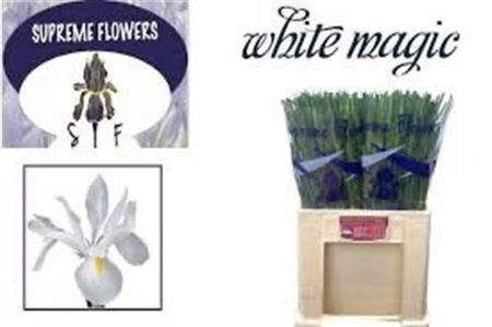 Iris White Magic 60cm