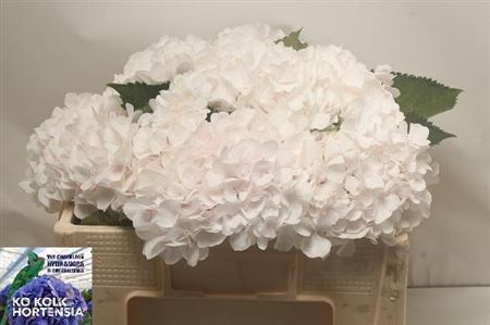 Hydrangea Sweet Verena 50cm 17Ø