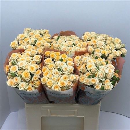 Rosa Spray Trinity 60cm