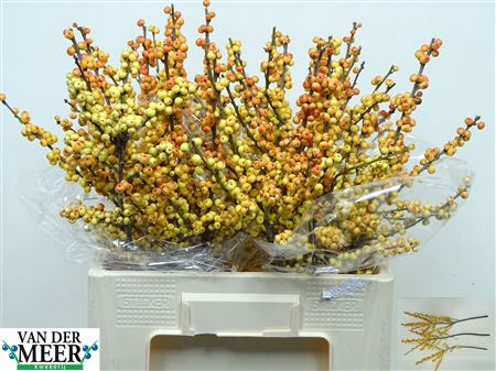 Ilex Gresgold 60cm