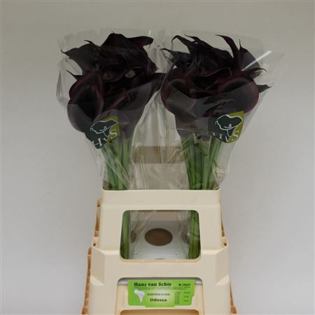 Calla Odessa 60cm
